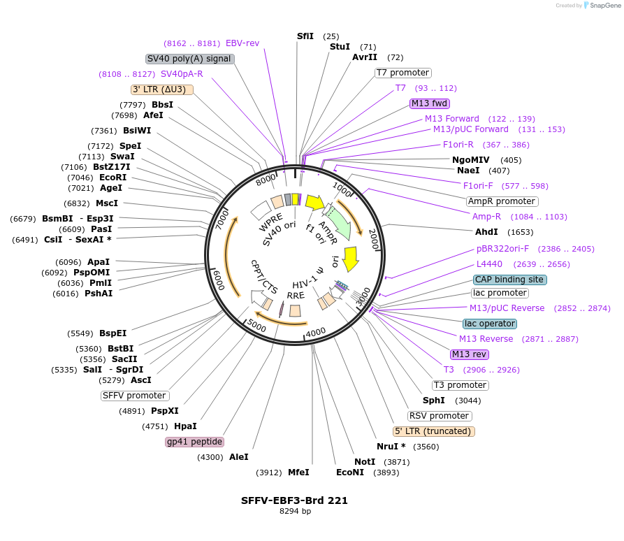 219165-plasmid-map-sequence-id-450393