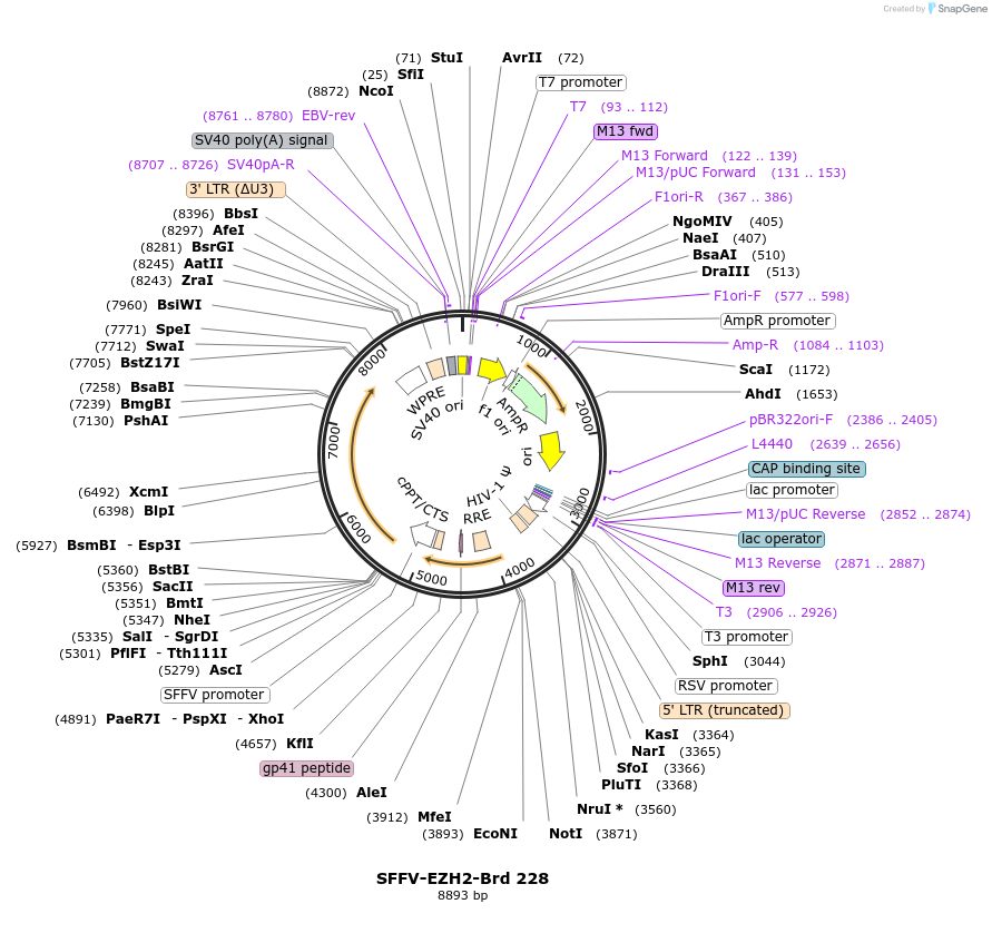 219171-plasmid-map-sequence-id-450400