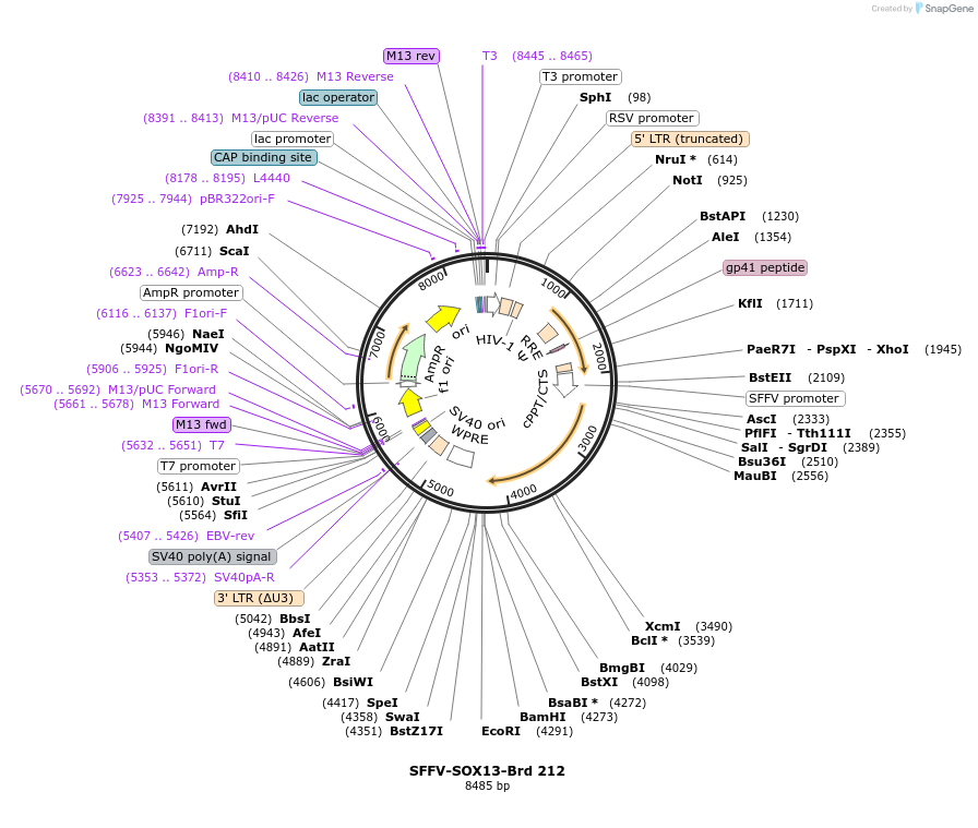 219163-plasmid-map-sequence-id-450402