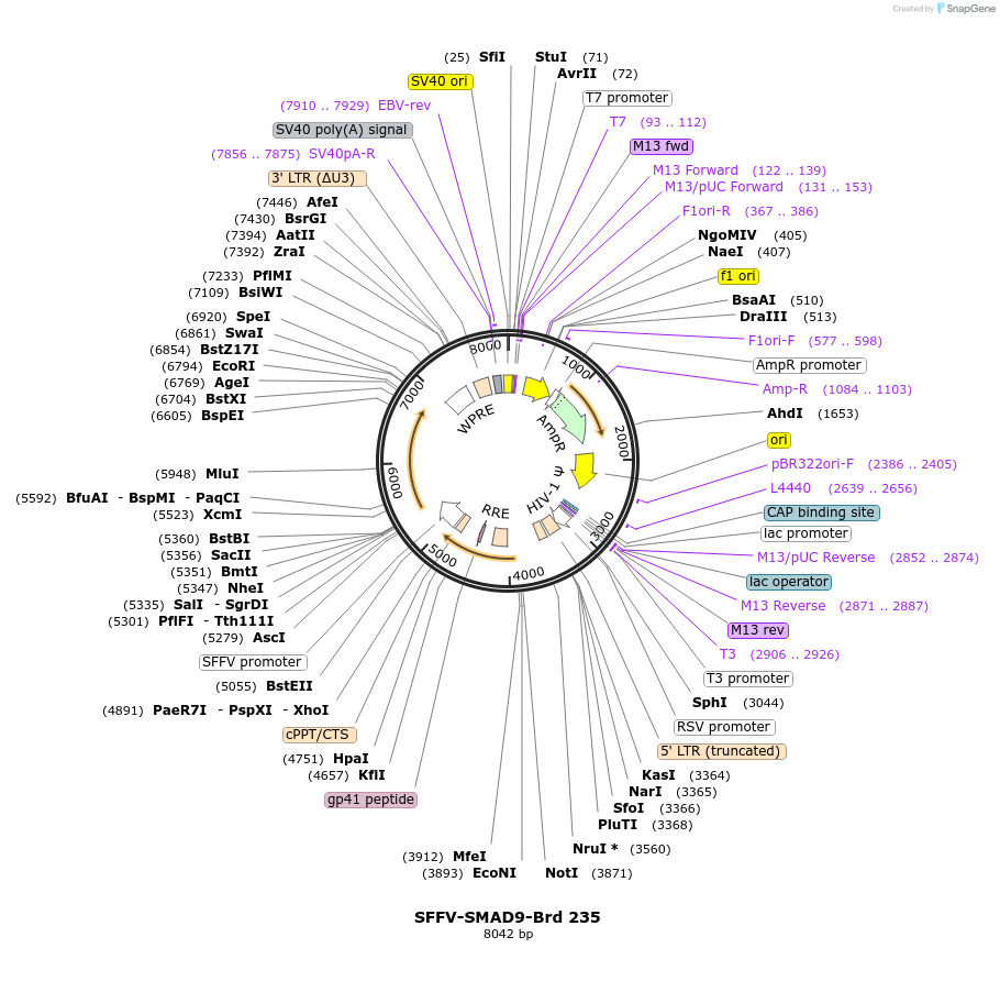 219178-plasmid-map-sequence-id-450410