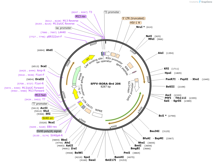 219160-plasmid-map-sequence-id-450412