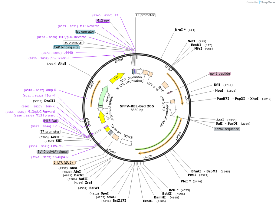 219159-plasmid-map-sequence-id-450413