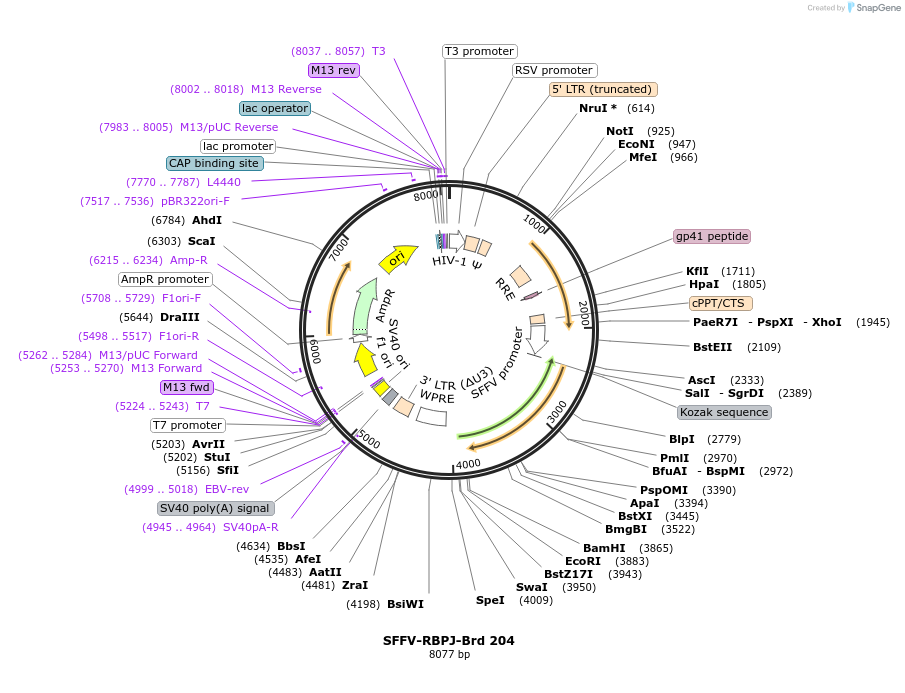 219158-plasmid-map-sequence-id-450415