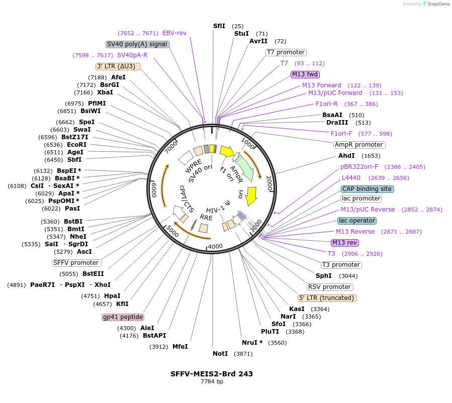 219186-plasmid-map-sequence-id-450416