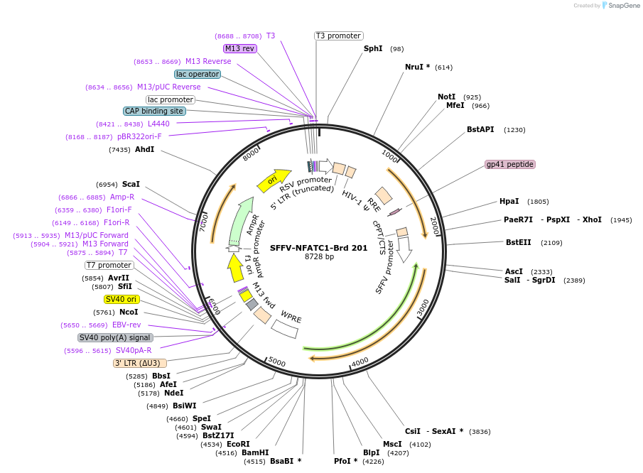 219157-plasmid-map-sequence-id-450418