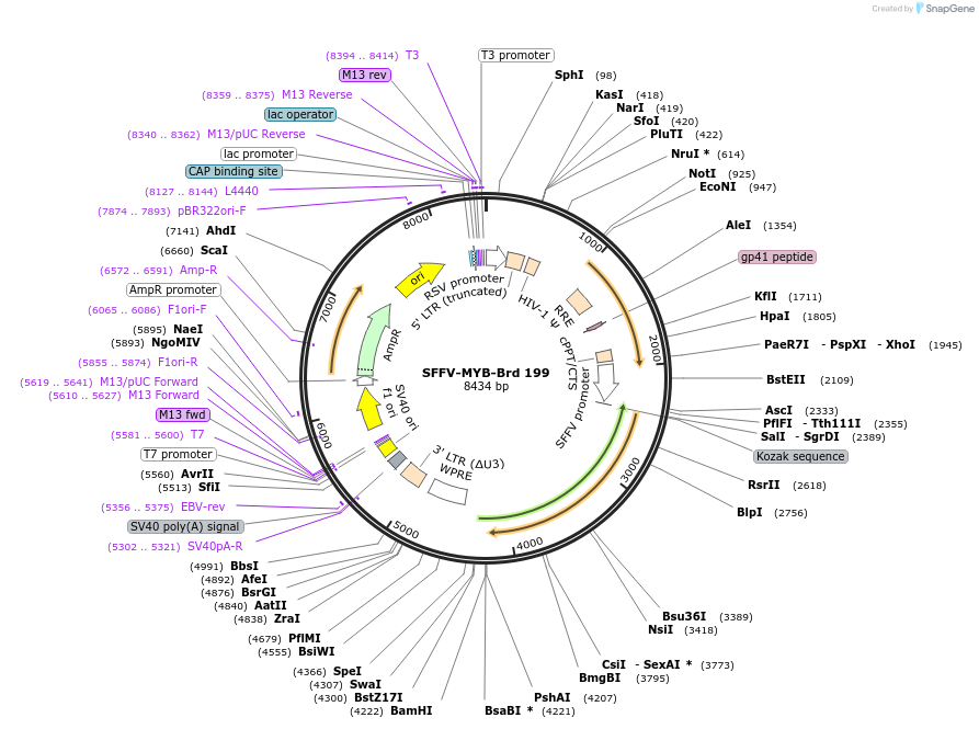 219156-plasmid-map-sequence-id-450419