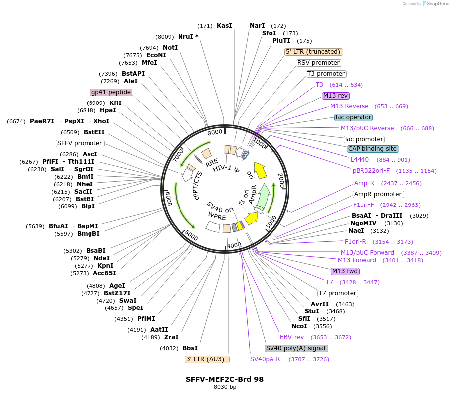 219071-plasmid-map-sequence-id-450420