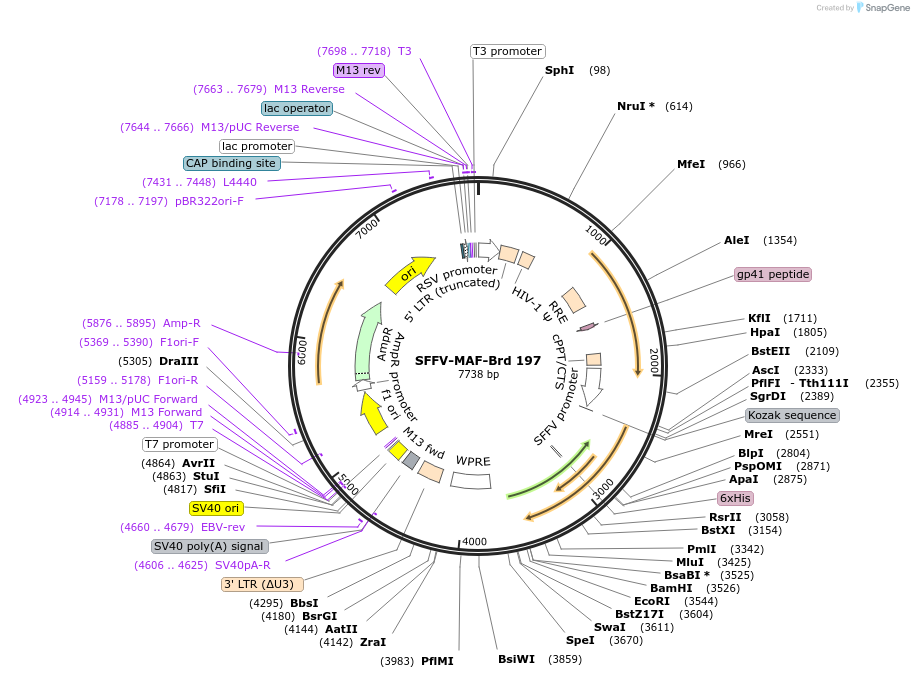 219155-plasmid-map-sequence-id-450422