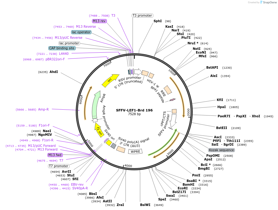219154-plasmid-map-sequence-id-450424