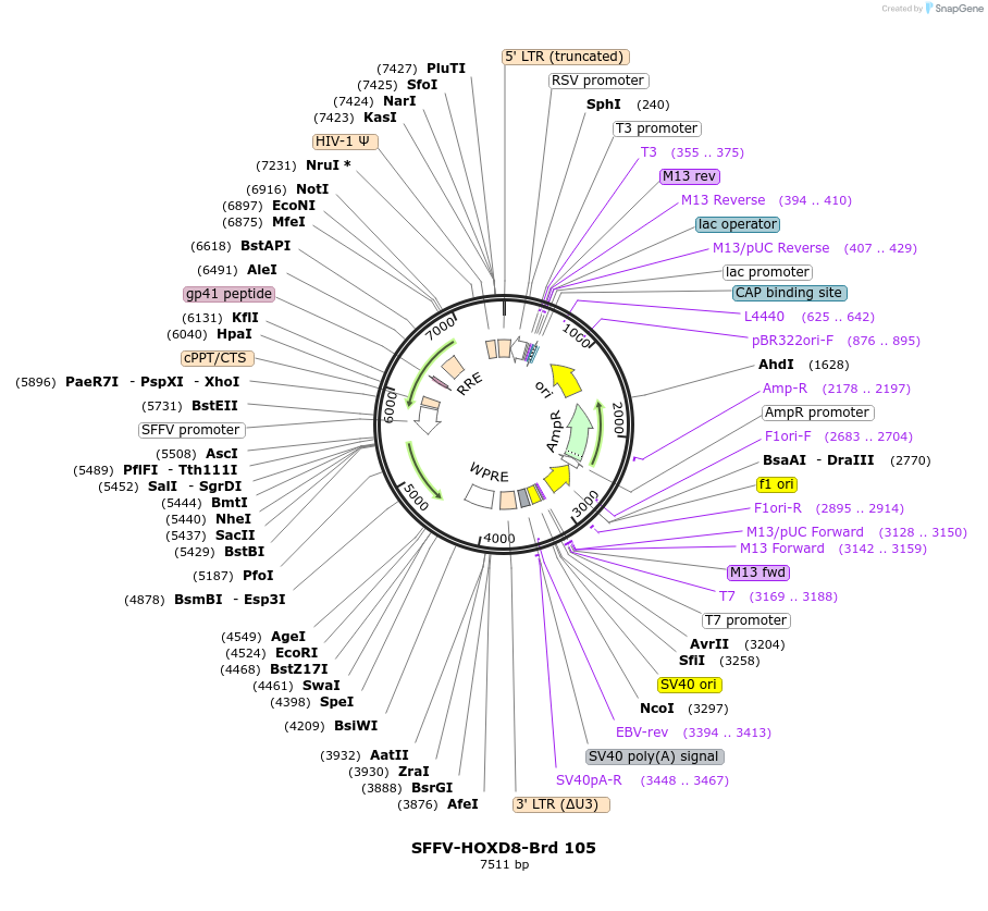 219075-plasmid-map-sequence-id-450428