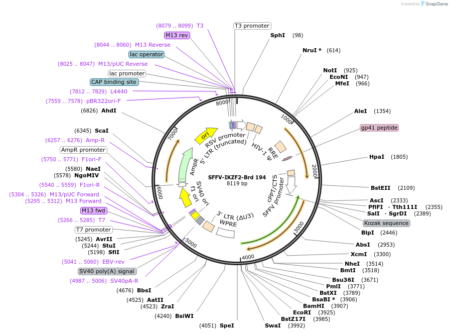 219153-plasmid-map-sequence-id-450429