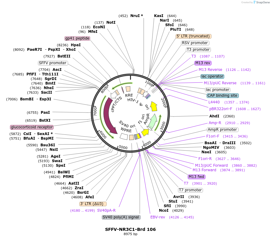 219076-plasmid-map-sequence-id-450430