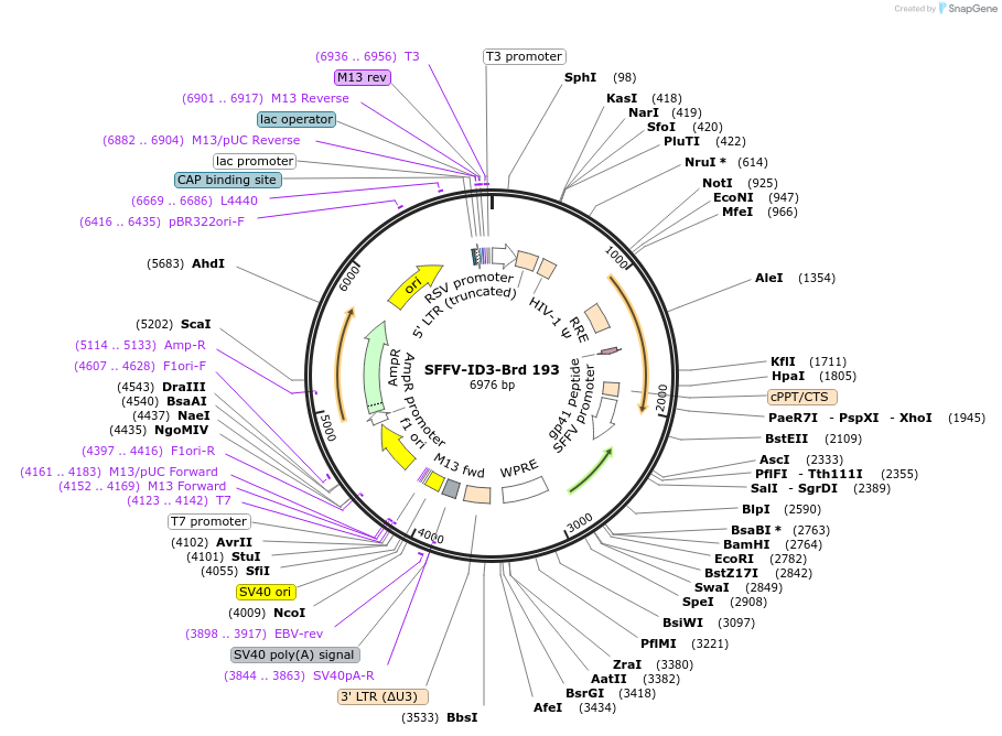 219152-plasmid-map-sequence-id-450431