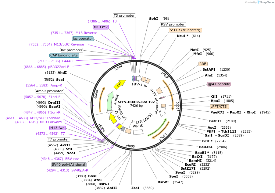 219151-plasmid-map-sequence-id-450433