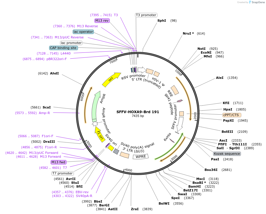219150-plasmid-map-sequence-id-450435