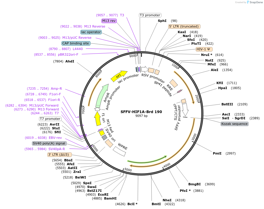 219149-plasmid-map-sequence-id-450436