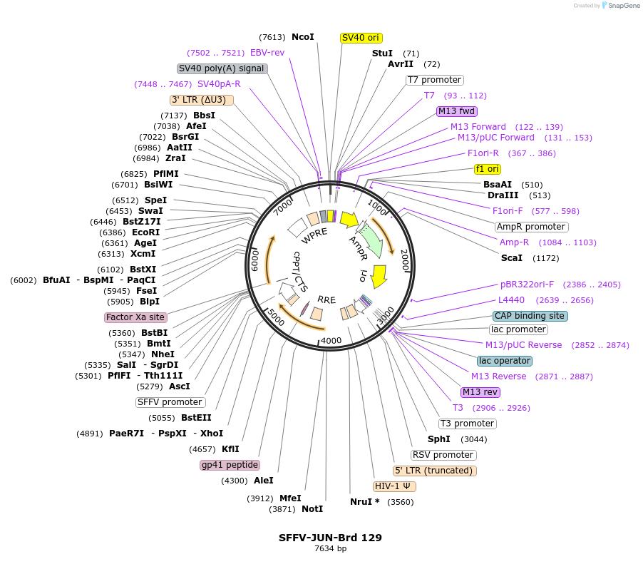 219096-plasmid-map-sequence-id-450437