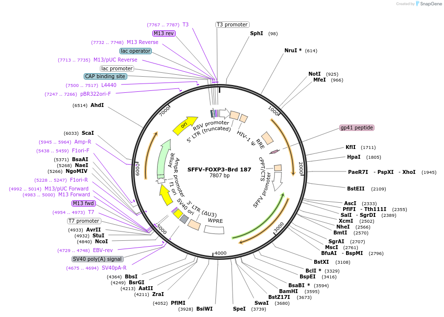 219148-plasmid-map-sequence-id-450438