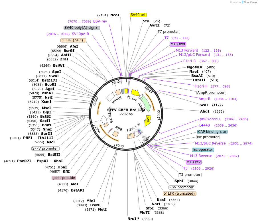 219097-plasmid-map-sequence-id-450439