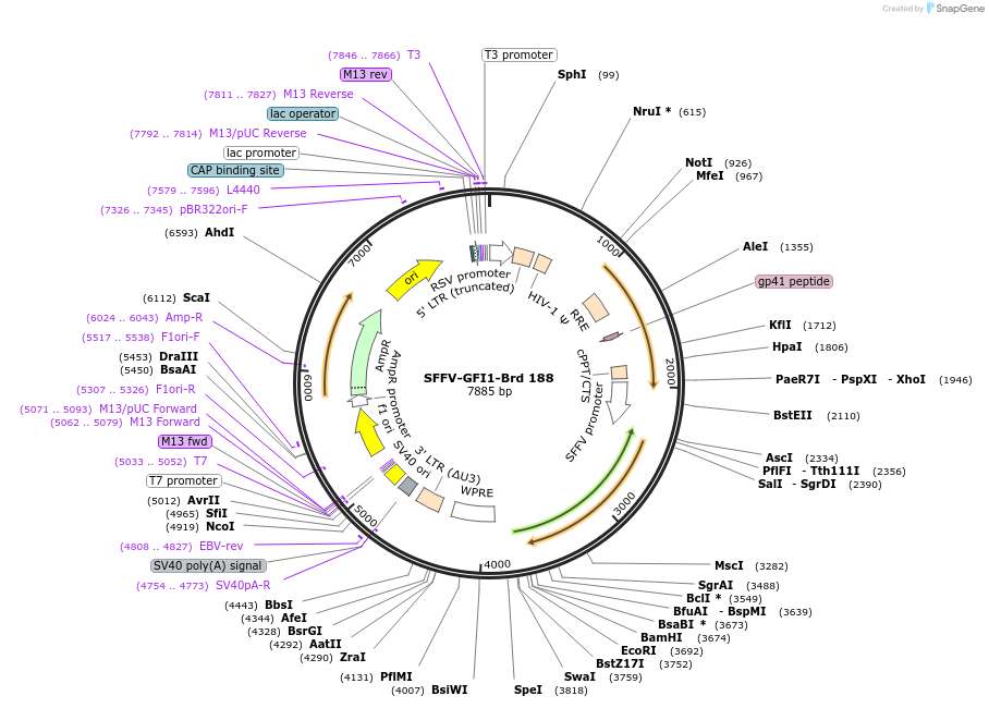 219147-plasmid-map-sequence-id-450440