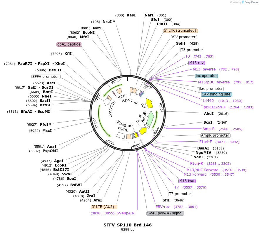 219110-plasmid-map-sequence-id-450443