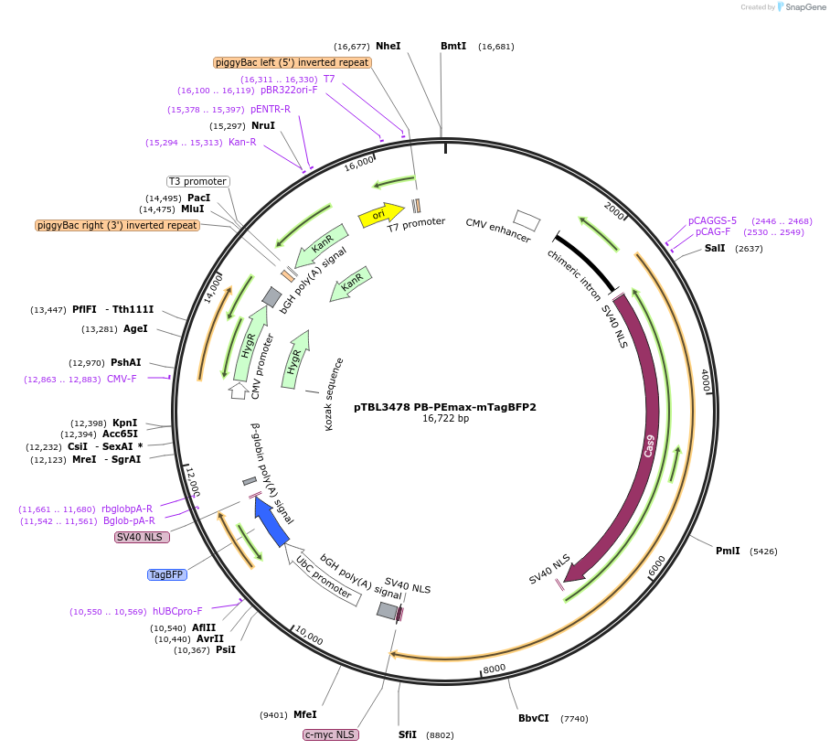 226664-plasmid-map-sequence-id-450446