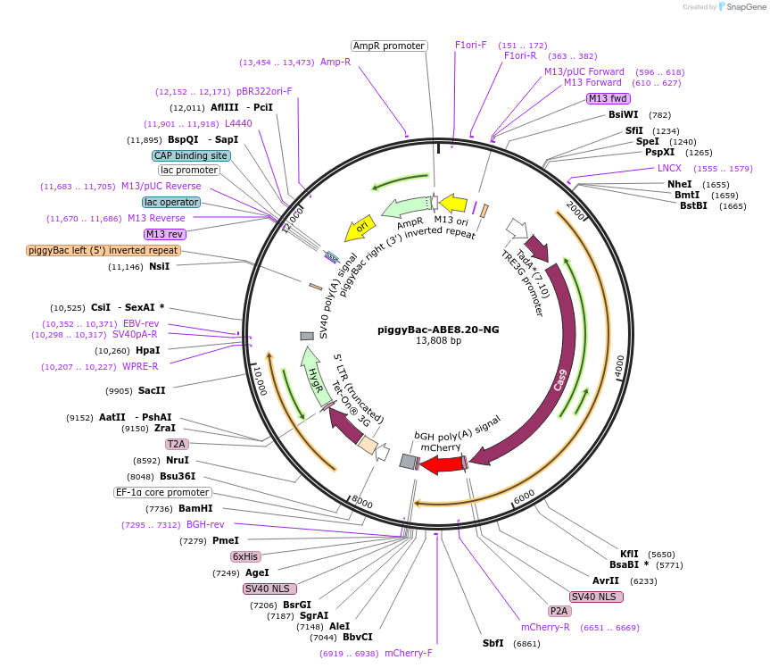 226866-plasmid-map-sequence-id-450448