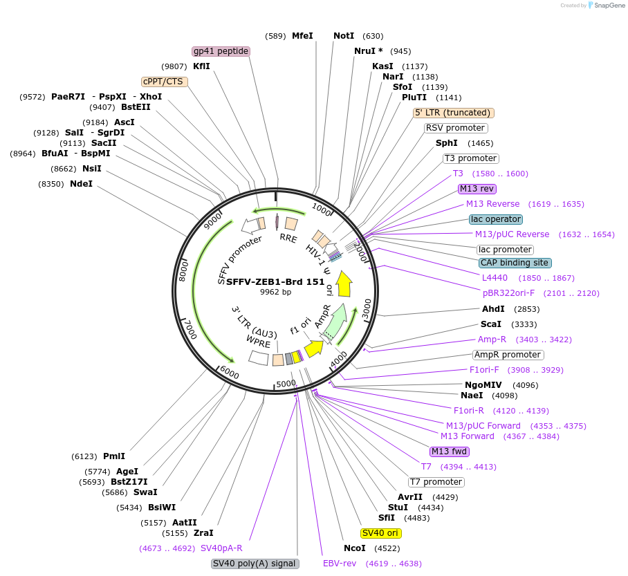 219115-plasmid-map-sequence-id-450451