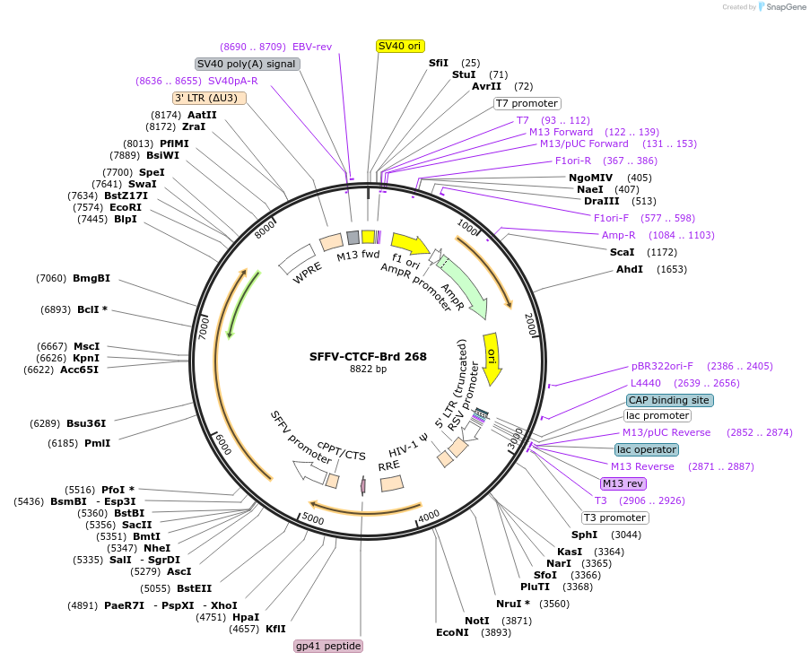 219210-plasmid-map-sequence-id-450453