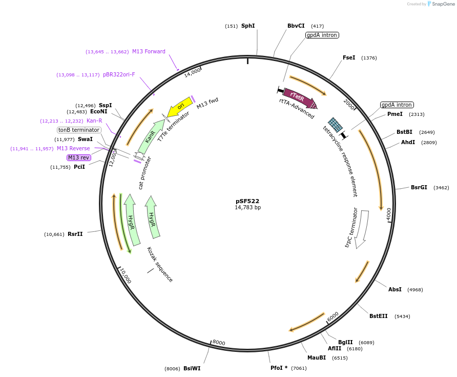 222588-plasmid-map-sequence-id-450454