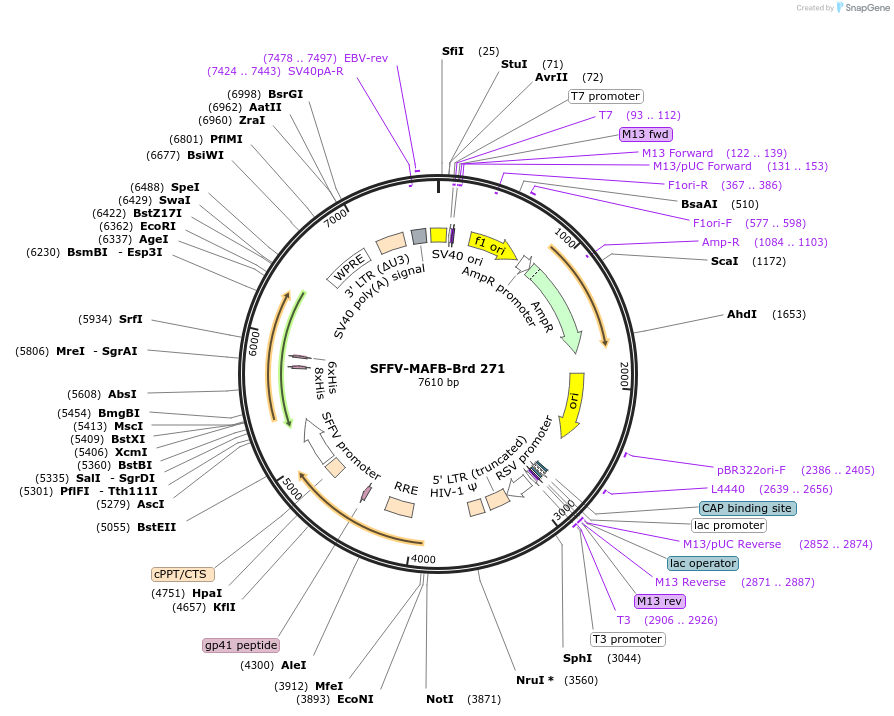 219213-plasmid-map-sequence-id-450456