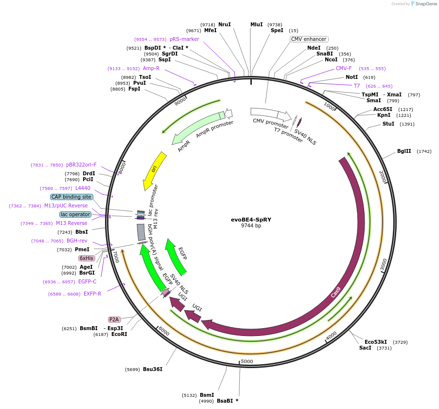 226854-plasmid-map-sequence-id-450493