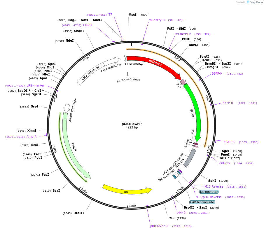 226861-plasmid-map-sequence-id-450494