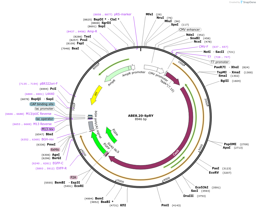 226859-plasmid-map-sequence-id-450495