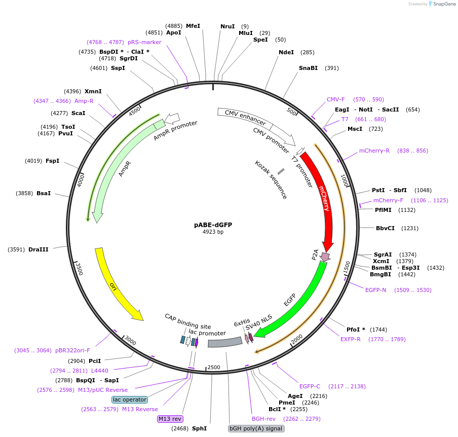 226863-plasmid-map-sequence-id-450497