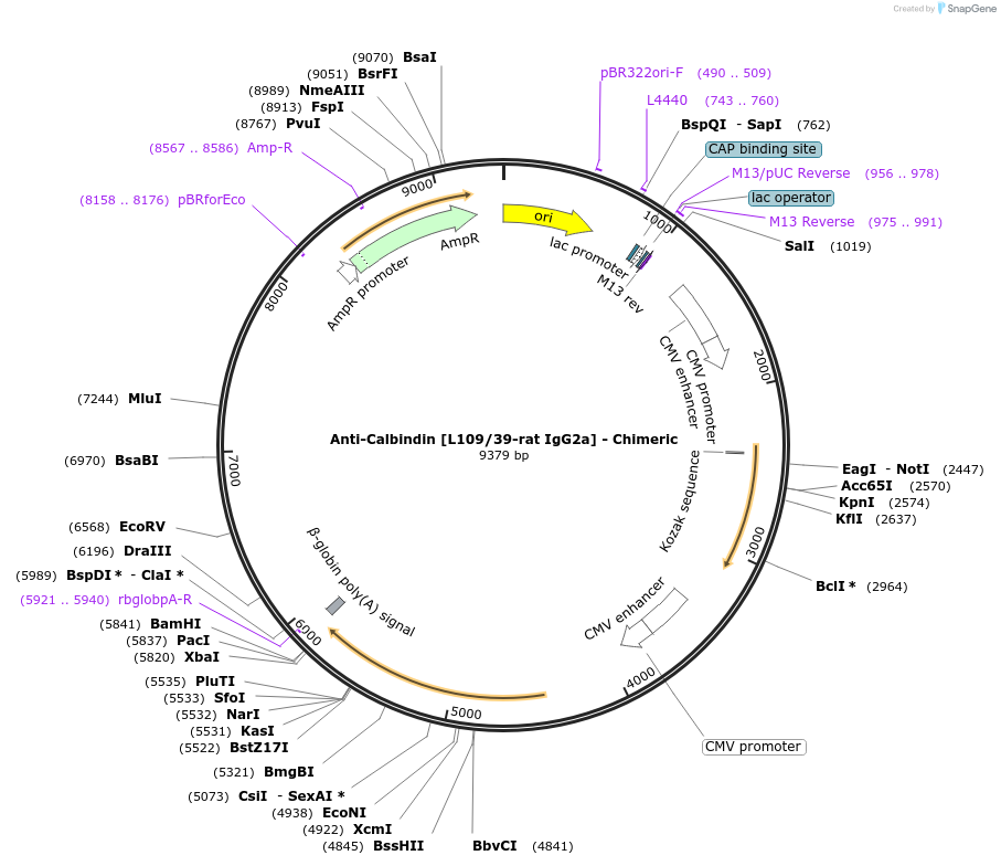 227042-plasmid-map-sequence-id-450509