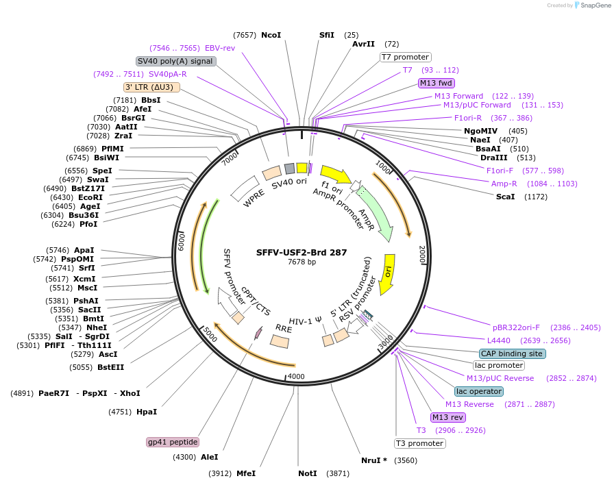 219228-plasmid-map-sequence-id-450514