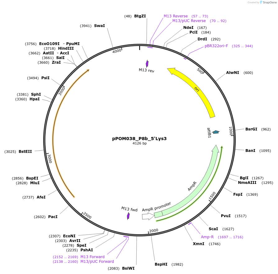 216463-plasmid-map-sequence-id-450547