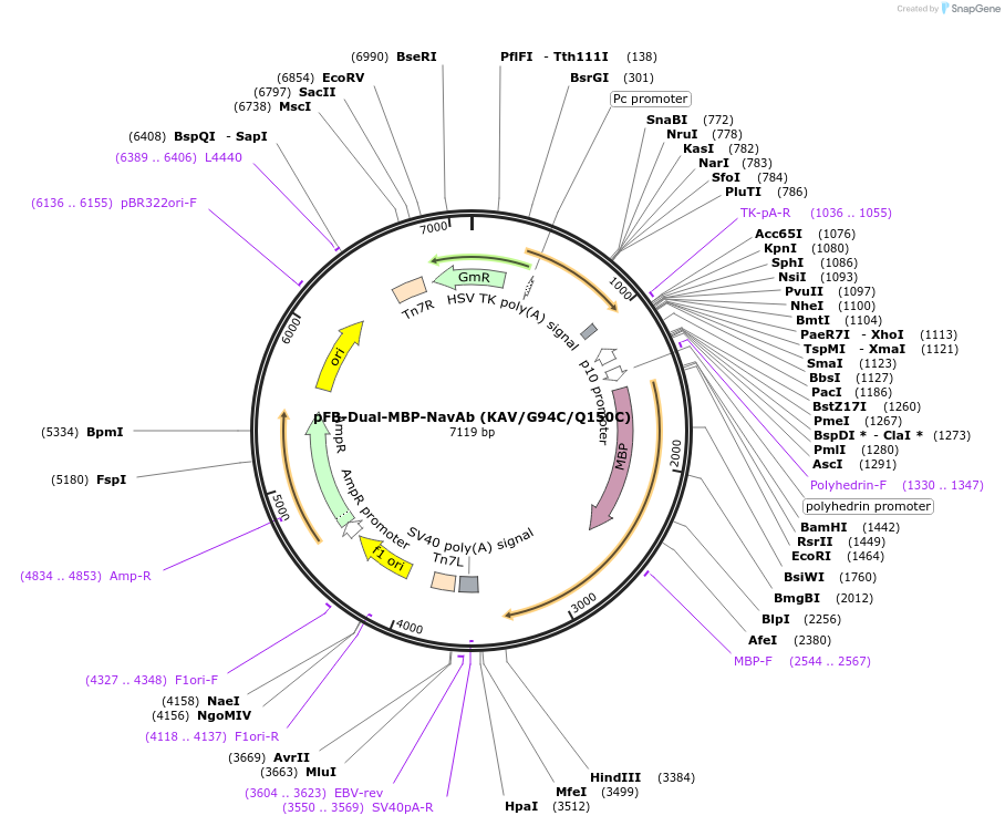 226884-plasmid-map-sequence-id-450556
