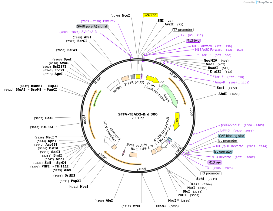 219236-plasmid-map-sequence-id-450560
