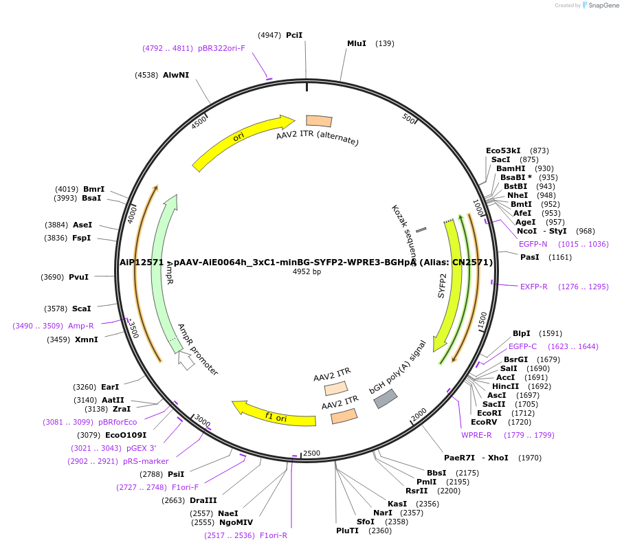 223996-plasmid-map-sequence-id-450563