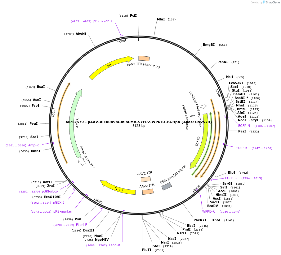 223997-plasmid-map-sequence-id-450564