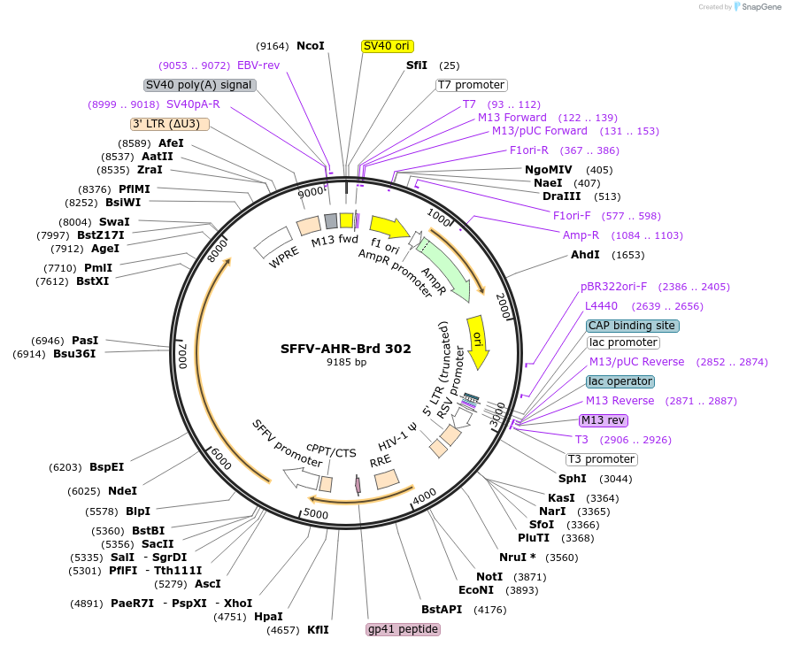 219238-plasmid-map-sequence-id-450565