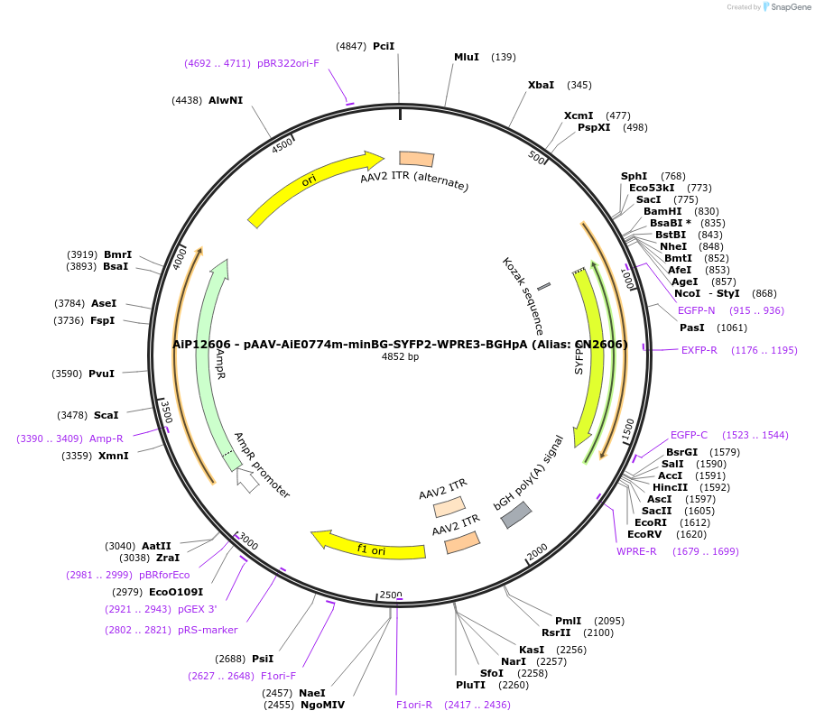 223999-plasmid-map-sequence-id-450566
