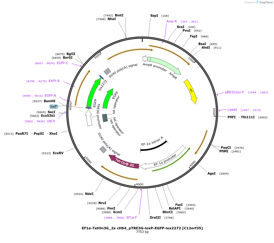 227245-plasmid-map-sequence-id-450568
