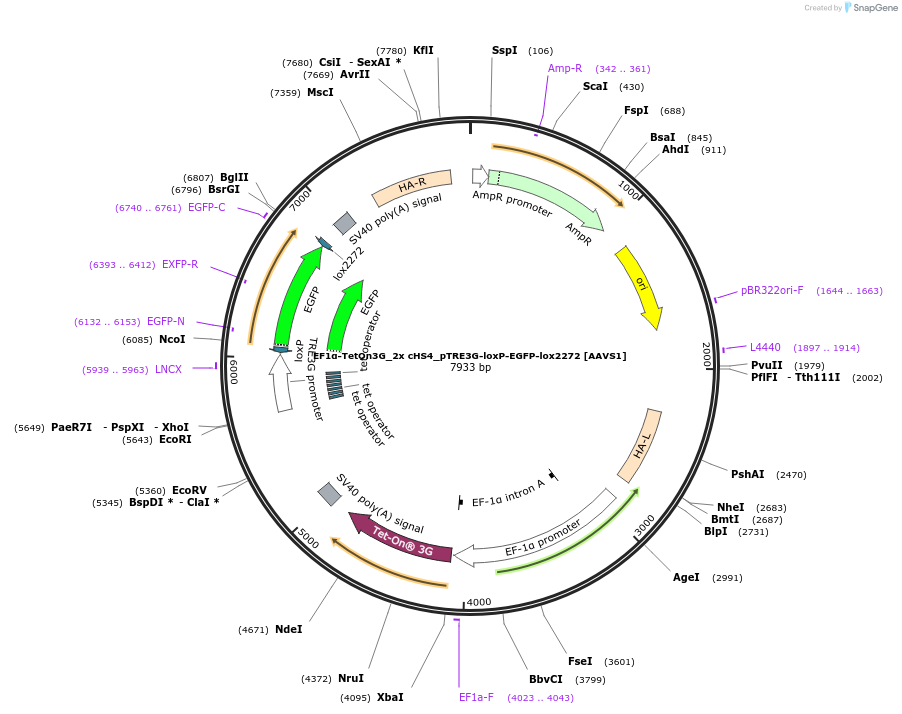 227246-plasmid-map-sequence-id-450569