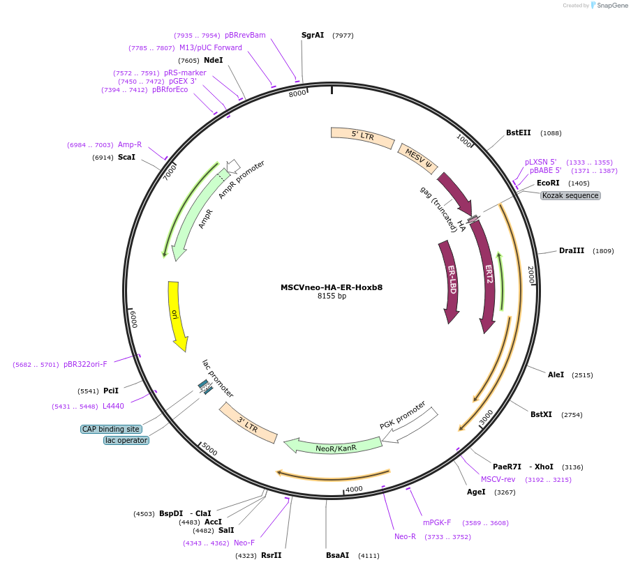 222291-plasmid-map-sequence-id-450571