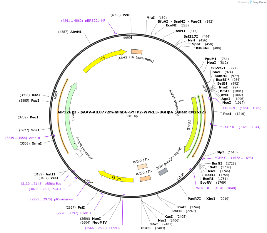 224000-plasmid-map-sequence-id-450575