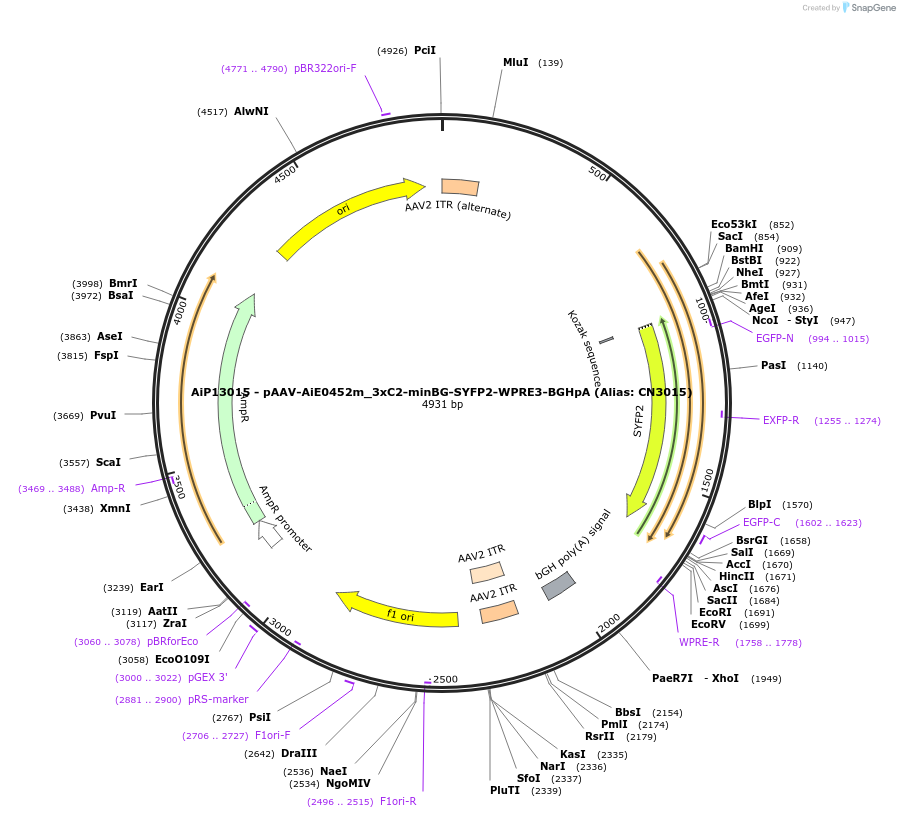 224018-plasmid-map-sequence-id-450578