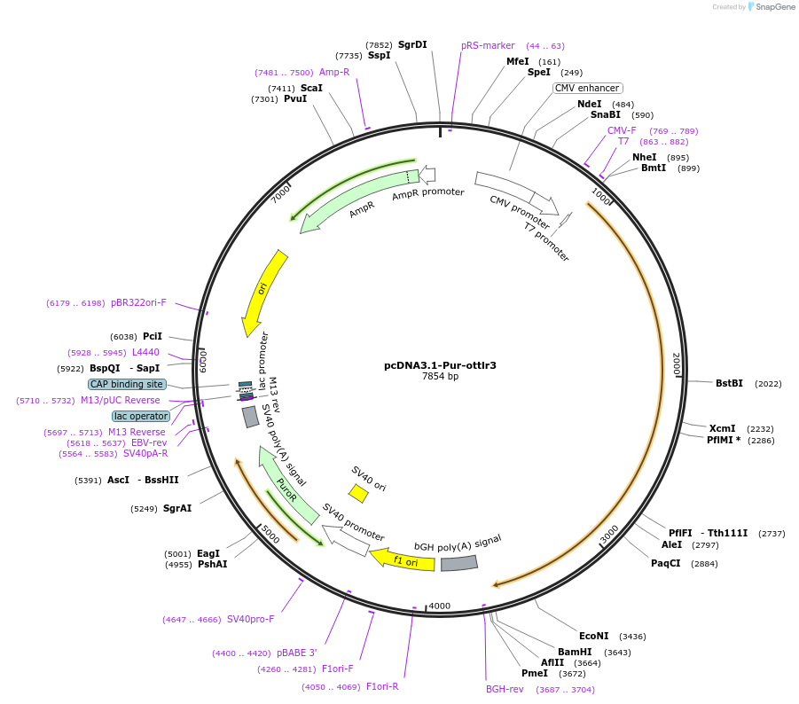 225641-plasmid-map-sequence-id-450580